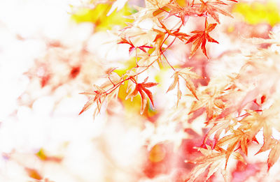 Close-up of cherry blossom during autumn