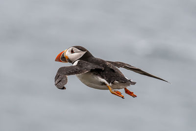 Close-up of bird flying