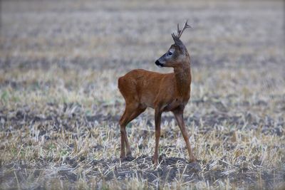 Deer standing on field