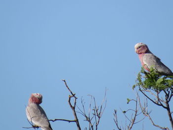 Low angle view of bird perching on plant against clear blue sky
