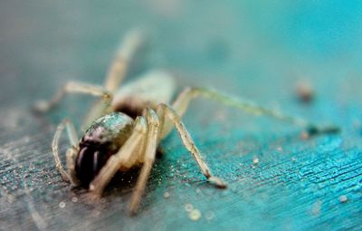 Close-up of spider on wooden table