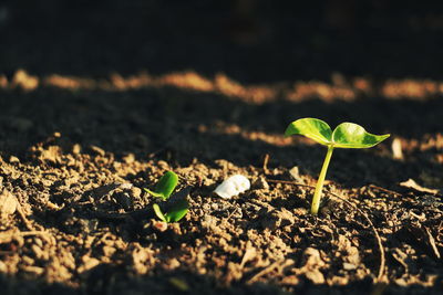 Close-up of small plant growing on field