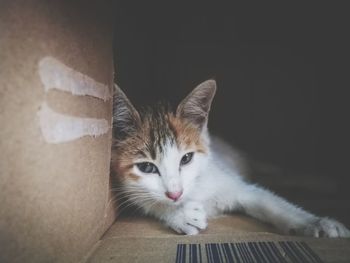 Close-up portrait of cat