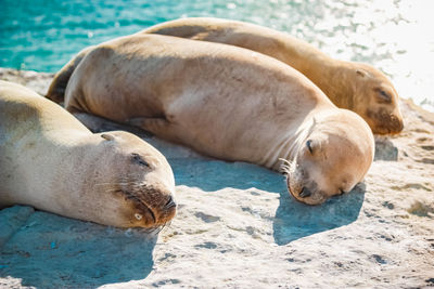 High angle view of lion sleeping on sea shore