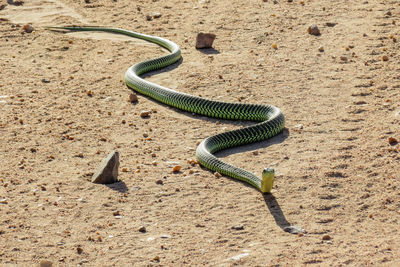 Close-up of snake