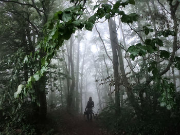 Rear view of man amidst trees in forest