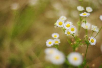 Close-up of white daisy flowers