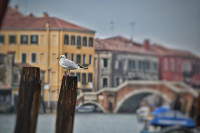 Seagull perching on building against sky