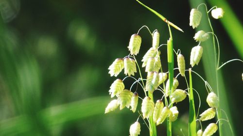 Close-up of flowering plant