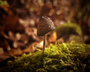 Close-up of mushroom growing on field