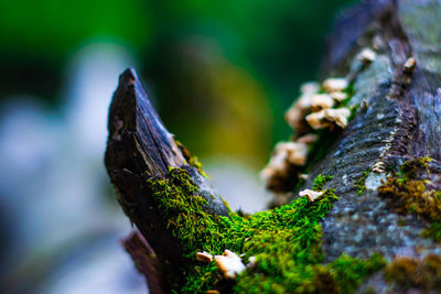 Close-up of mushroom growing on tree trunk