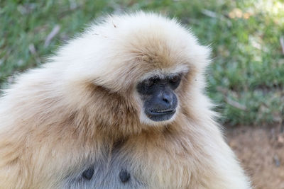 Close-up of a white-handed gibbon looking away