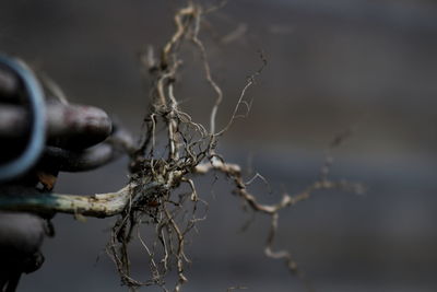 Close-up of barbed wire