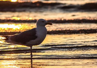 Seagull perching on a shore
