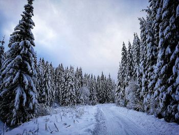 Snow covered road amidst trees against sky during winter