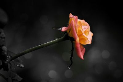 Close-up of wet red rose blooming outdoors