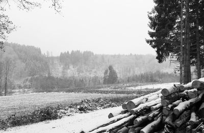 Stack of logs on field in forest during winter