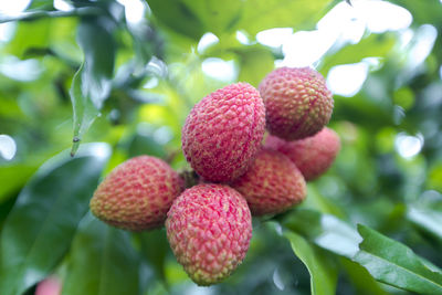 Close-up of strawberries on tree