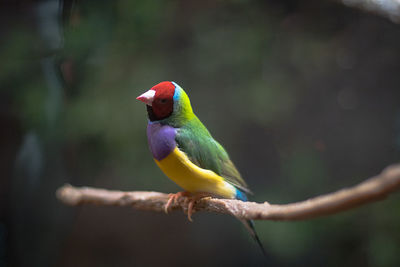 Close-up of bird perching on branch