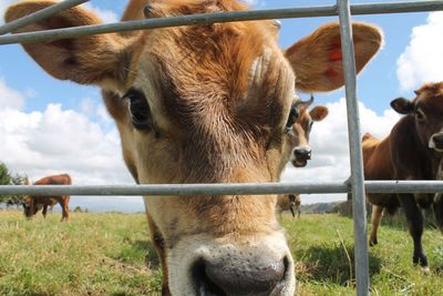 Cow standing on field against sky