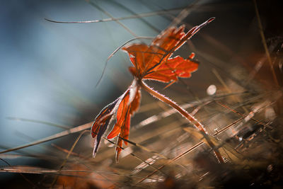 Close-up of leaf during autumn