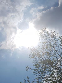 Low angle view of sunlight streaming through tree