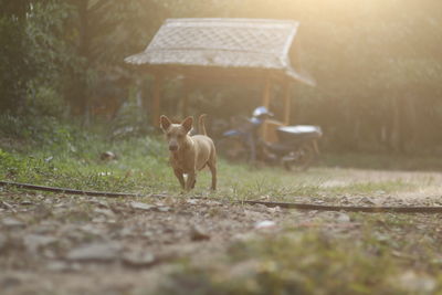 View of a cat on field