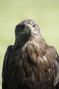 Close-up of eagle against blurred background