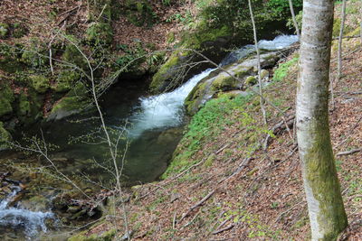 Close-up of stream amidst trees