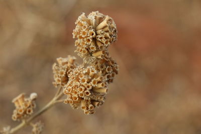 Close-up of wilted plant