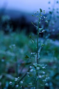Close up of flowers