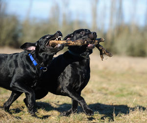 Black labrador retriever dog carrying stem on field