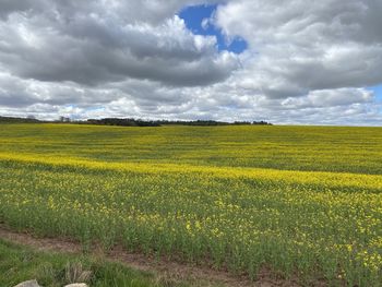 Scenic view of field against sky
