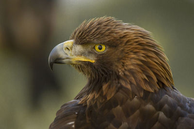 Close-up of eagle against blurred background