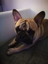 Close-up portrait of dog