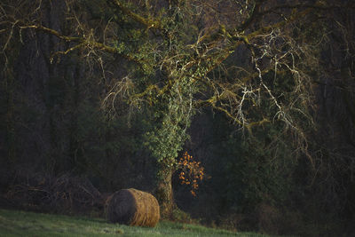 Firework display on field against trees in forest