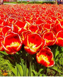 Close-up of red tulips blooming in field