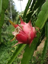 Close-up of insect on pink flower