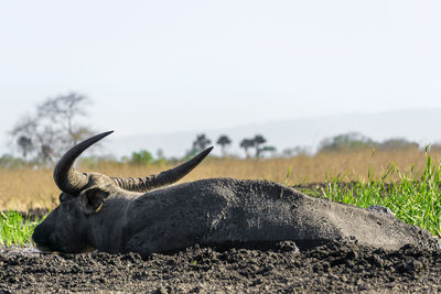 Buffalo in mud