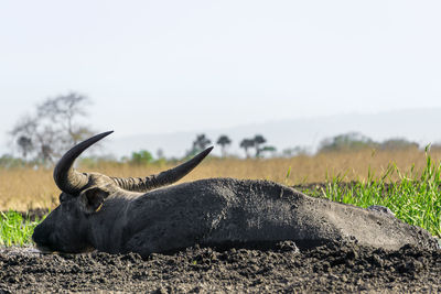 View of horse on field