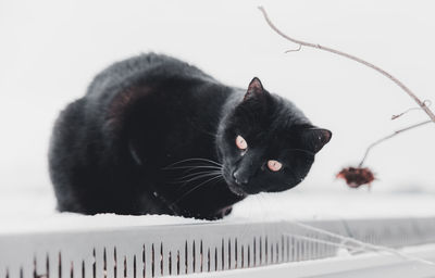 Close-up portrait of black cat