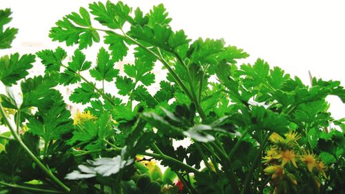 Close-up of green leaves on plant