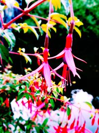 Close-up of flowers hanging on plant