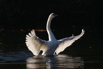 White swan in a lake