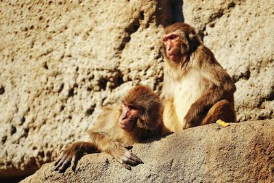 Monkeys relaxing on rock