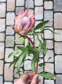 Close-up of hand holding flower