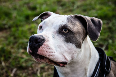 Close-up of a dog looking away