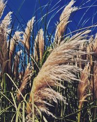 Close-up of stalks in field against sky