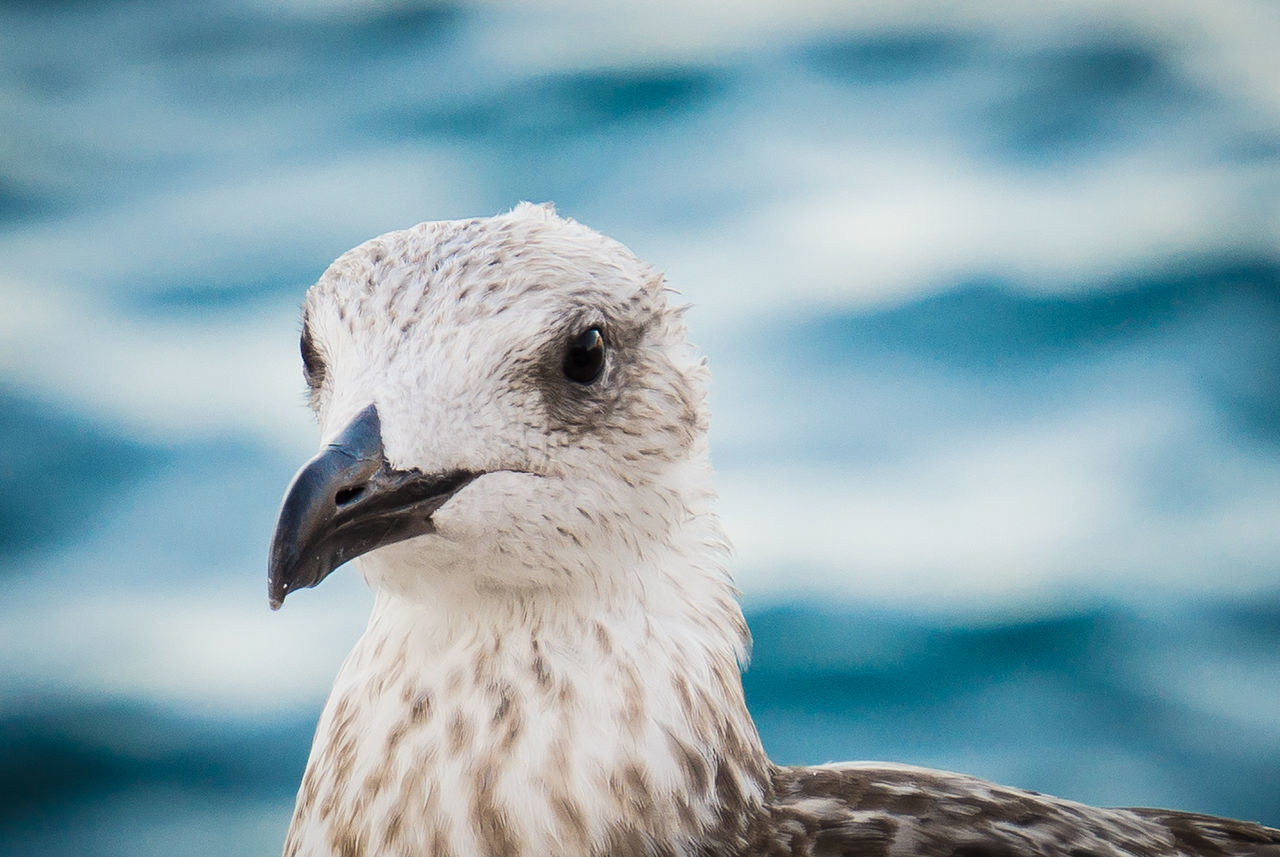 CLOSE-UP OF A BIRD