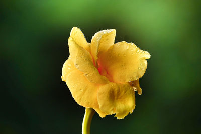 Close-up of yellow rose against black background